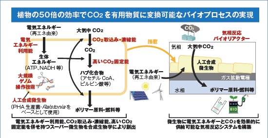 電気エネルギーを利用拡大し大気CO2を固定するバイオプロセスの研究開発の画像