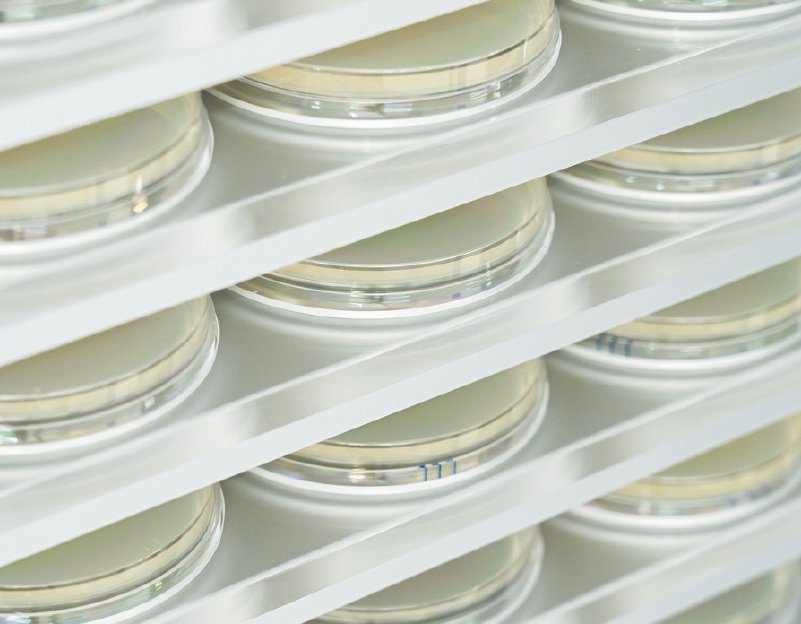 枯草菌を用いた長鎖DNA合成技術