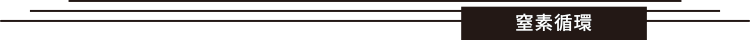 窒素循環